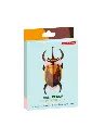 Elephant-Beetle-white-background-608x800.webp