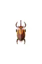 Studio Roof Elephant Beetle