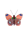 Delias butterfly
