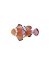 Studio Roof Clownfish