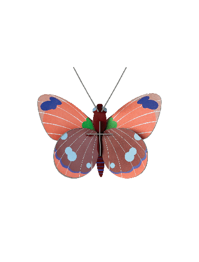 [IMA74] Delias butterfly