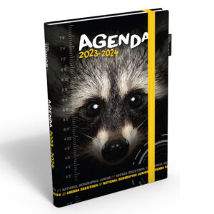 raccoon-en